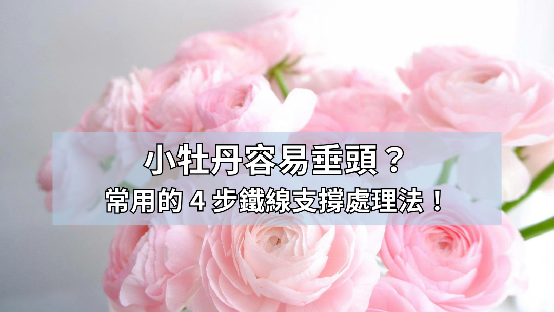 小牡丹容易垂頭？我常用的 4 步鐵線支撐處理法！