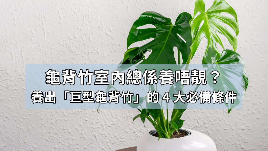 龜背竹室內總係養唔靚？我養出「巨型龜背竹」的 4 大必備條件