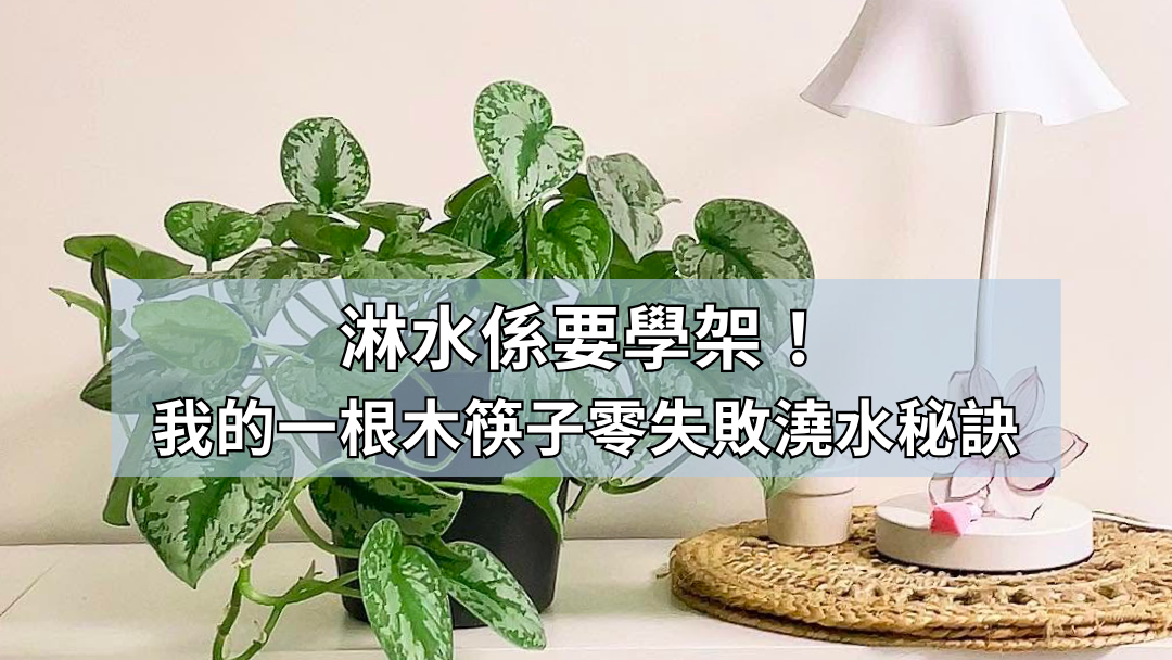 淋水係要學架！我的一根木筷子零失敗澆水秘訣