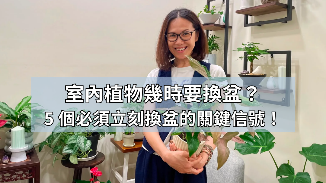 室內植物幾時要換盆？我整理了 5 個必須立刻換盆的關鍵信號！